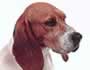 Perros antidrogas