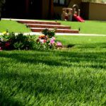 ¿Cómo cultivar soja en casa? > EnPlenitud